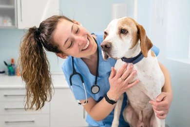 Dog care