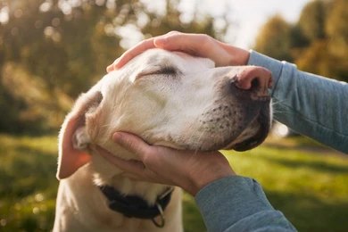 dog care