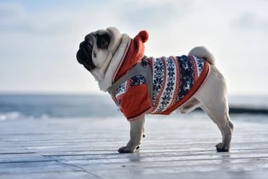dog supplies guide