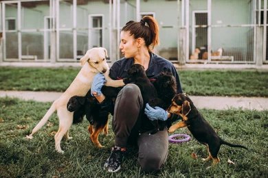 dog choose guide