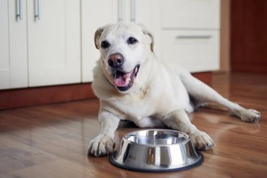 dog supplies guide
