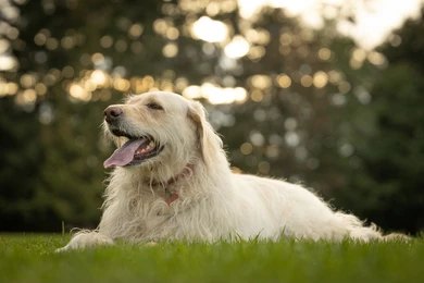 You are currently viewing Why Do Dogs Pant at Night? Causes and Solutions