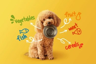You are currently viewing Dog Supplies Guide: What Every New Dog Owner Needs