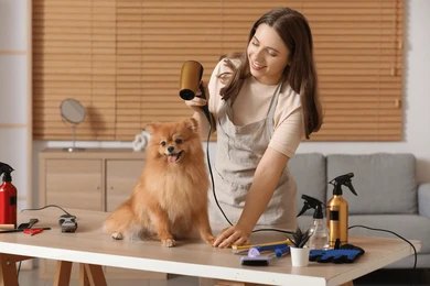 dog supplies guide