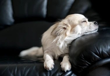 calm a dog down