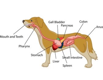 digestive