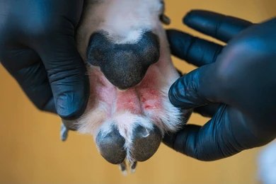 dog alergies