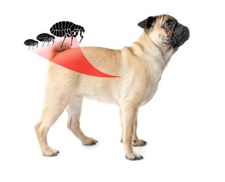You are currently viewing Dog Flea Infestation: Signs, Causes, and Fast Solutions