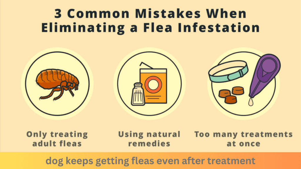 dog keeps getting fleas even after treatment