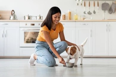 dog care