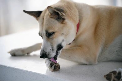 You are currently viewing Why Do Dogs Lick Their Paws? Causes and Simple Solutions