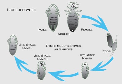 lice-life-cycle