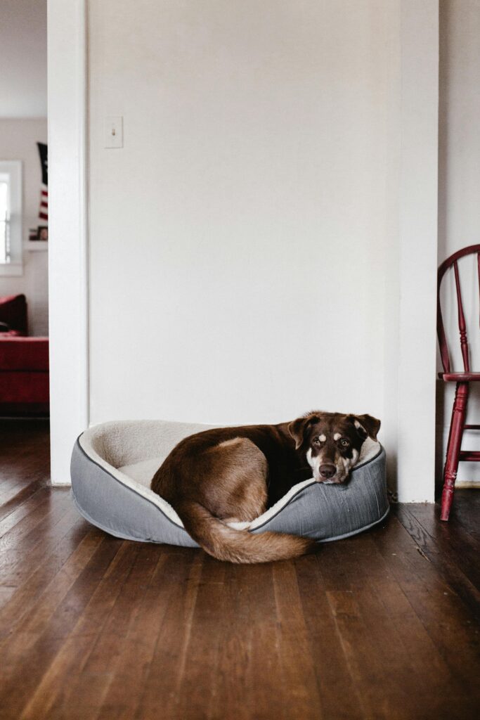 dog supplies guide
