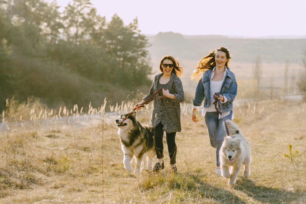 dog supplies guide