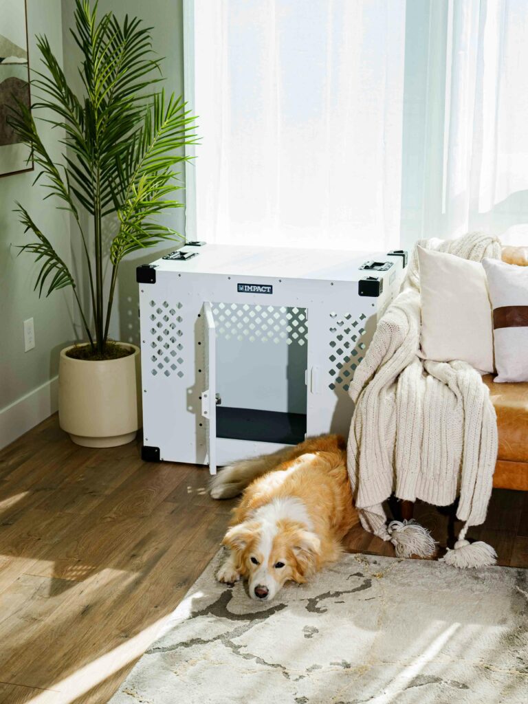 dog supplies guide