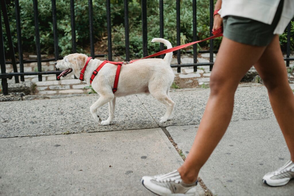 dog supply guide