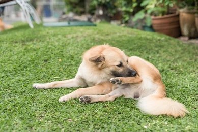 Dog lick paw