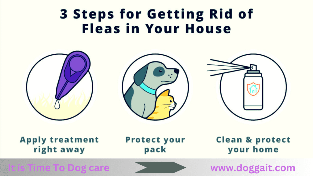 steps-for-getting-rid-of-fleas-in-your-house